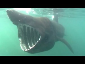7 Amazing Shark Encounters From the Deep Ocean to the Surface