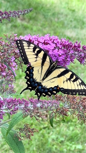 Exploring the Eastern Tiger Swallowtail Butterfly