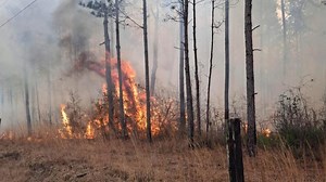 Large woods fire burns hundreds of acres in Washington Parish