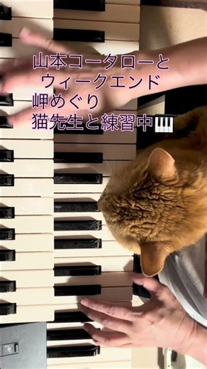 山本コータローとウィークエンド 岬めぐり｜猫先生と練習中 #エレクトーン #老猫の可愛さよ #昭和歌謡