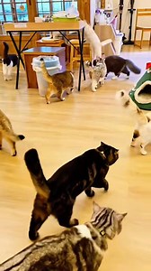 แมวน่ารัก ร้านอยู่ศาลายานครปฐมไม่มีสาขา ไม่มีที่อื่น ย้ายกลับมาบ้านที่นครปฐม แล้วเจอกัน ฝากกดติดตามช่อง YouTube ให้ด้วยนะ https://www.youtube.com/@chillcatcafe01 ร้านเปิด พฤหัสบดี ศุกร์ จันทร์ 11.00-18.00 เสาร์ อาทิตย์ และ นักขัตฤกษ์ 11.00-19:00 หยุด อังคาร/พุธ แพ็คเกจที่ 1 250 ต่อคน ไม่จำกัดเวลา มีขนมป้อนแมวและถุงเท้าเข้าห้อง แพ็คเกจที่ 2 300 บาท ต่อคนไม่จำกัดเวลา มีขนมป้อนแมวและถุงเท้าเข้าห้อง เลือกเครื่องดื่มชา/กาแฟ อิตาเลี่ยนโซดาได้ 1 แก้ว รับเด็กอายุ 5 ขวบขึ้นไป เปิดจากแอป Google map--> chi