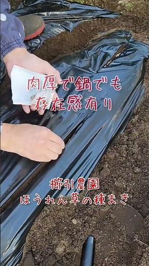 ほうれん草の種まき#チジミほうれん草#方言 #津軽弁 #家庭菜園 #無農薬野菜 #有機栽培 #冬野菜 #櫛引農園#ほうれん草の種すじまき