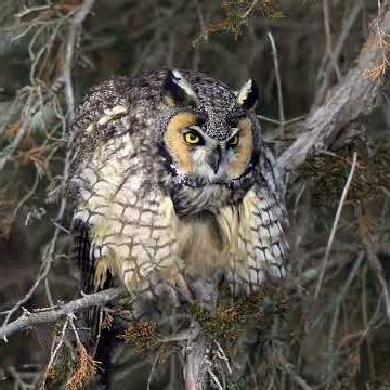 2025~2026 Long-eared Owl Season Summary