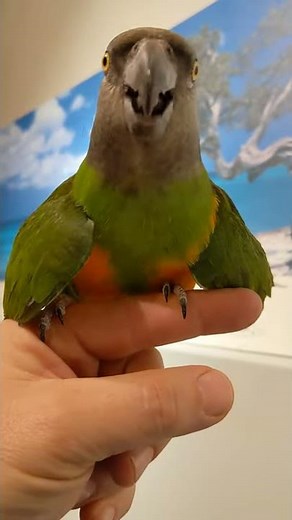 My Senegal parrot says "hello" twice