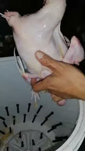 DIY Chicken Plucker (40 seconds)