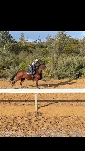 What ‘training on course’ can actually look like 🌅 Keeping our horses in a good space, physically and mentally, is a huge part of peak performance and the sand dunes at @sthsideracing Cranbourne definitely help! | Freedman Racing