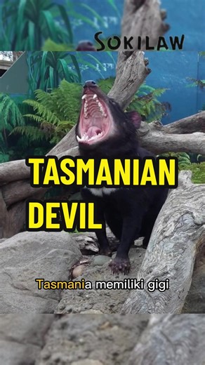 Discover the Fascinating World of Tasmanian Devils