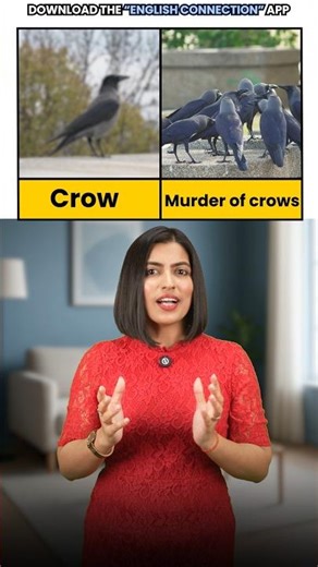 Group बोलना बंद करो ❌ Different Words सीखो | Animal Collective Nouns | English Connection #shorts