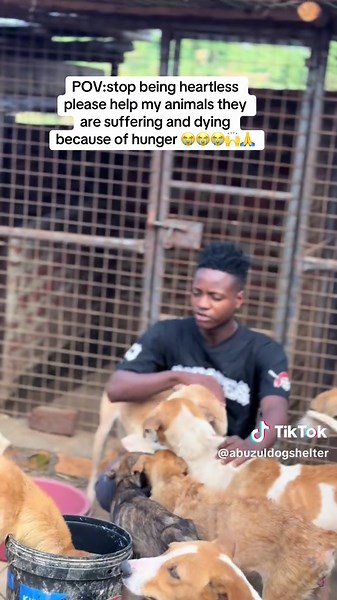 Support Dog Shelter Initiatives to Save Lives