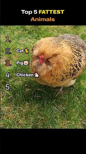 Top 5 FATTEST Animals