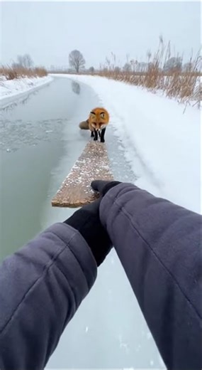 🦊 People Helped a Fox Escape the Ice ❄️❤️ #respect