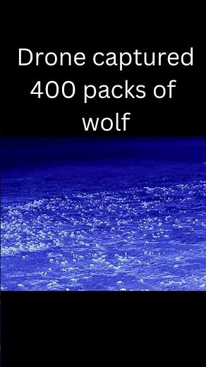 Drone captured 400 wolf packs