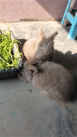 #rabbit #animal #bunny #cute #viral