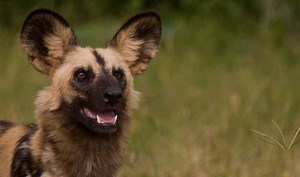 Postgraduate Diploma in Wildlife Conservation (Recanati-Kaplan)