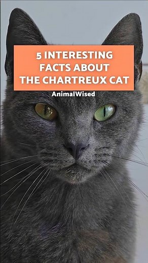 5 CURIOSITIES About the CHARTREUX Cat 💓