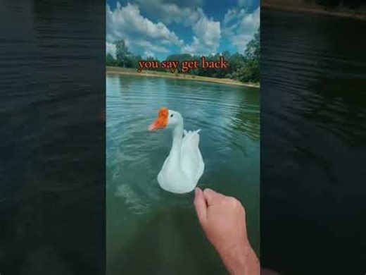 Man Demonstrates Goose Attack 101 And Shares Tactics to Protect Oneself