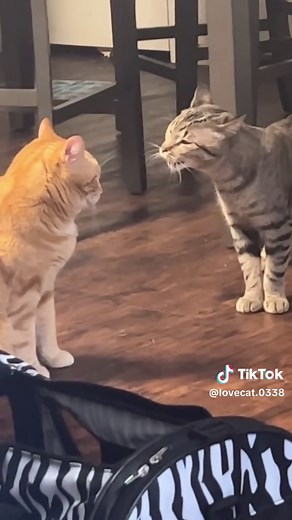Funny Cat Fights Compilation