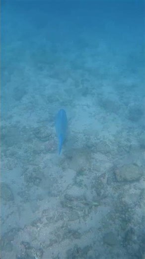 Blue Parrot Fish
