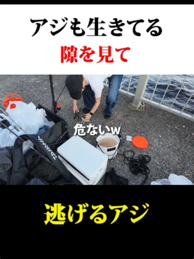 アジも生きてる！隙を見て逃げるアジ#あま猫 #あま猫チャンネル #ハイラックス #釣り #サッパ #アジ #トヨタ #逃げる