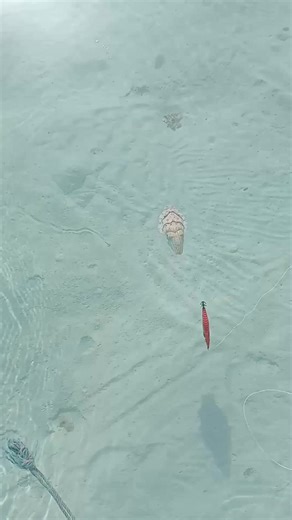 صيد #الكلماري #Calamari_hunting👌🦑 . . . . . . . . . #World_diving #sea_World #Fish_world #عالم_البحار #عالم_الاسماك #عالم_الغوص | Wonders of the Sea