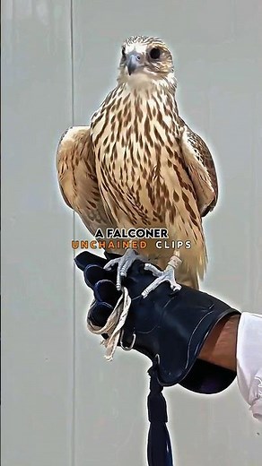 How To Train A Falcon 🦅