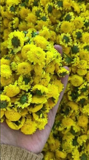 Hoa cúc chi – Dược liệu thanh nhiệt, an thần, sáng mắt và tốt cho sức khỏe mỗi ngày
