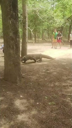 Observing Komodo Dragons, Komodo Island, Indonesia, Vio Travel from Claire K. 🐉