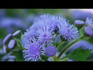 How to Plant and Take Care of Ageratum Flowers for Ornamental Plants for Fast Flowering