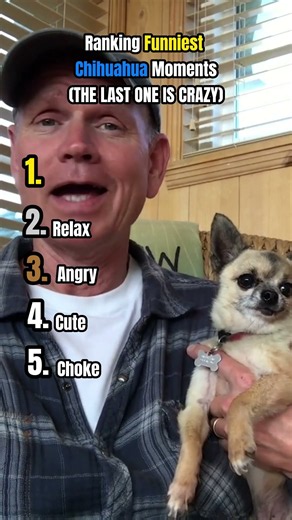 Funniest Chihuahua Moments