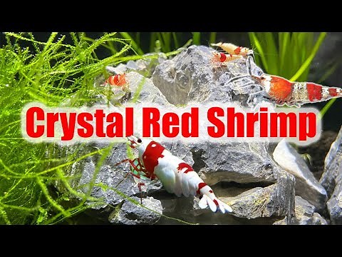 Crystal Red Shrimp Care Guide | Caridina Species Profile