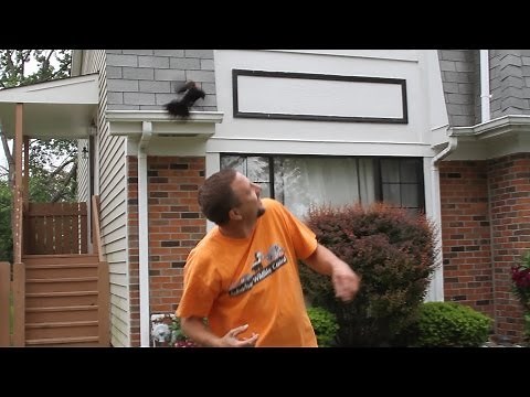 Red Winged ATTACK Bird! One Real Life Angry Bird by Suburban Wildlife Control