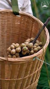Foraging for wild kiwi fruit in the deep mountains and making delicious fruit jam