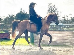 Rocky Mountain Horse Gaits - Natural Gaits - Flat Walk, Saddle Gait, Canter - Shane