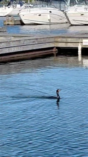 🇨🇦Canadian loon fishing in Kingston harbour #loons #nature #naturephotography