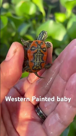 Western Painted baby turtle