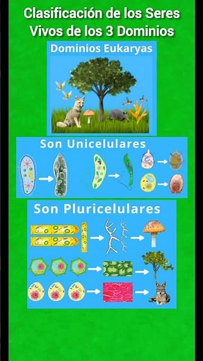 Classification of Living Things in the 3 Domains #biology #livingthings