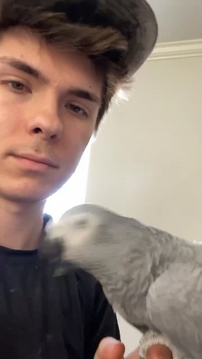When she regurges on you 😍🥰 #bird #pet #parrot