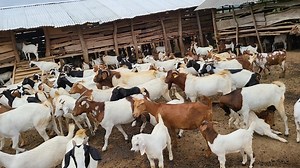 For commercial goat farming lessons 2026: https://www.youtube.com/@menigtefarmslimited1147/videos | Menigte Farms Ltd