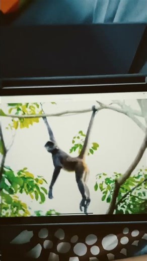 Spider Monkey Screams and Yells Sound Effects