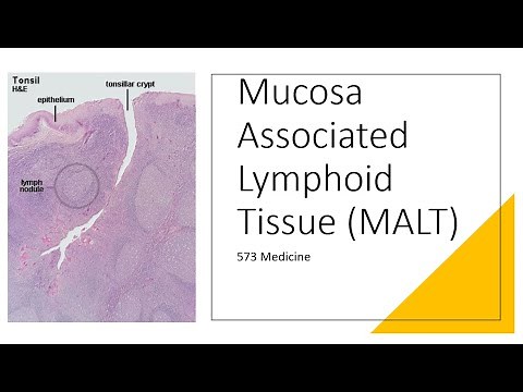 Histology - Mucosa Associated Lymphoid Tissue