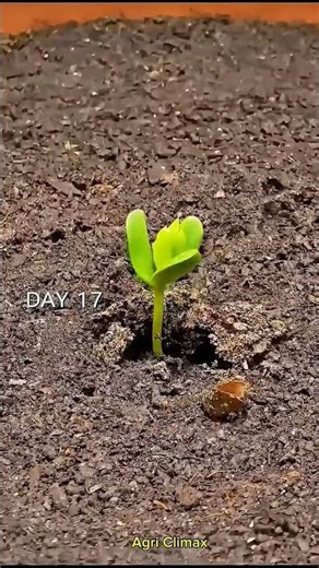 Apple growing Timelapse ( From Seed to harvest)#farming #agriculture #shorts