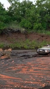 We don't need no Western star tow truck in Africa ... Stuck in the mud .. The king comes to help | SA TRUCK KING. WE ARE trucking