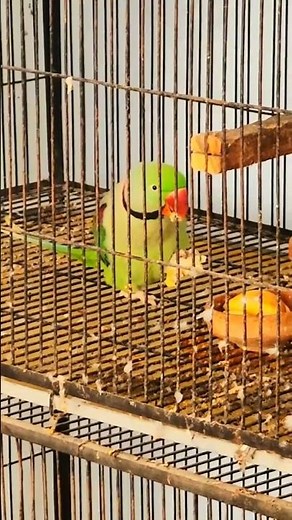 Alexander Raw Parrots Fight | Beautiful & Powerful Moments 🦜🔥