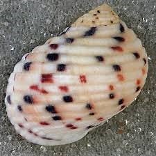 3 Simple Signs That Shows Your Snail Is Sick - Aqualife