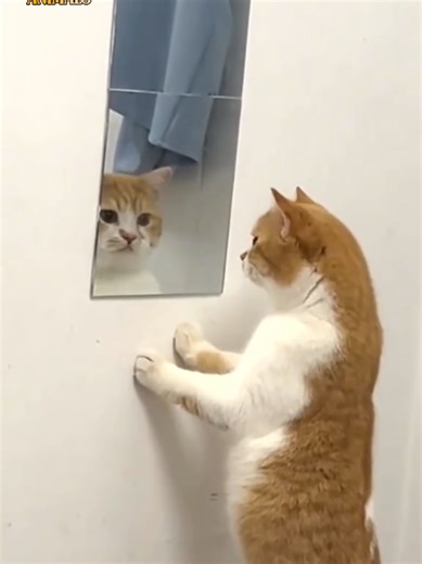 Kucing Lucu: Video Menggemaskan yang Tak Boleh Dilewatkan