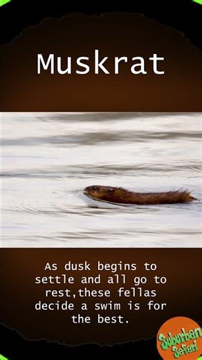Muskrat: The Adorable Scuba Diver #animals #wildlife