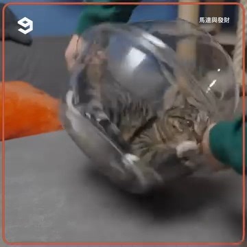 what happens when you flip a cat upside down in a basket? | 9GAG