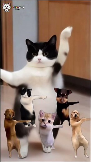 🔥 Funniest Dancing Cat Ever! You Won’t Stop Laughing! 🕺🐱 #Shorts