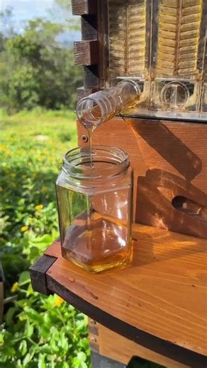 Beginner Beekeeping Q&A 🐝