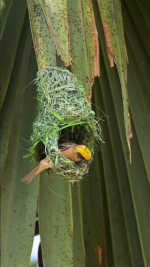 How Male Birds Build Nests to Impress Females 00001#bird #birdbuildnest #birdhome